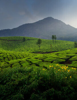 Kerala travel guide